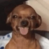 🐶🐕🦴PERRITOS | DOGS🦴🐕🐶 12