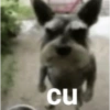 Doguinhos 5