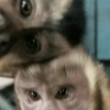 APENAS MACACOS 🤣 6