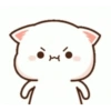 Kitten 25