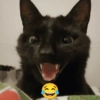 Kucing hitam meme 5