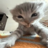 MEME KUCING 30