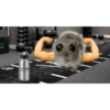 Hamster desesperado 21