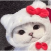 Gatos Cute 🤩😍 10
