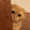🐾Mix gatitos tristes😿🐾 12