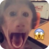 🐒 Reacciones de monitos🐒 10