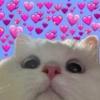Gatos românticos ❤️🐈 12