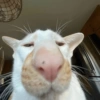 Pov De Gatos 🌚 12