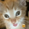 Gatos emoji 🙃 8