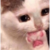 ❤️Gatos Cura depresión😮‍💨😾 15