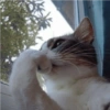 MEME KUCING 22