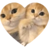 Love Kitten 🐾🐱 20