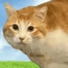🧿Gatos para chat miau🐱🐈 11