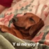 Y si no voy