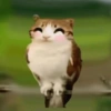 Meowl meme cat🐱✨ 12