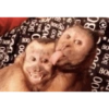 Macacos fofinhos 10