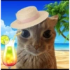 Meme kucing 10