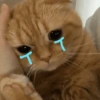 Meme Kucing Galau 12