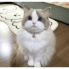 Cat 28