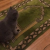 Cat meme 2 12