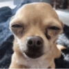 Cosas de Perritos 4🤎🐶✨ 11