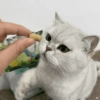 🧿Gatos para chat miau🐱🐈 28