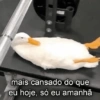 Academia/Treino 13