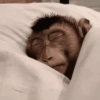 Monkey 🐒 25