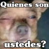 Peyitos Bonitos❤️🐕🥈 14