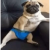 CATIORRO 6