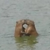 Capybara 2 15