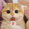 🧿Gatos para chat miau🐱🐈 14