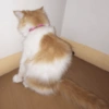 Bebês vs Gatos 👶🏻🐱 8