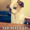 Memes de perritos🐶 7