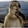 Macacos fofinhos 21