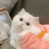 ~ Gatos Cute ☁🤍 6