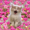 Gatitos Amor 😍 19