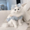 ~ Gatos Cute ☁🤍 13