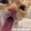 😽Animalitos Anti-depresivos 2 7