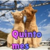 Gatos enamorados 9