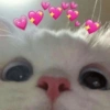 Gatitos con corazones 9