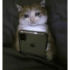 🌈🐈‍⬛✨️Gatos Funny Mood✨️🐈‍⬛🌈 5
