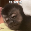 🐒 Macaco pra Reagir 17