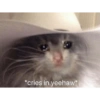 Sad Cats 28