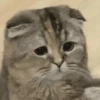 🐾Mix gatitos tristes😿🐾 15