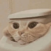 🧿Gatos para chat miau🐱🐈 26