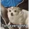 Toma vergonha