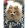 Thor o spitz 10