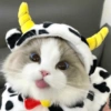 Gatos Cute 🤩😍 15