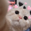 Gatitos Amor 😍 17
